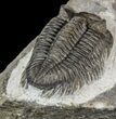 Bargain, Coltraneia - Bug Eyed Trilobite #53560-2